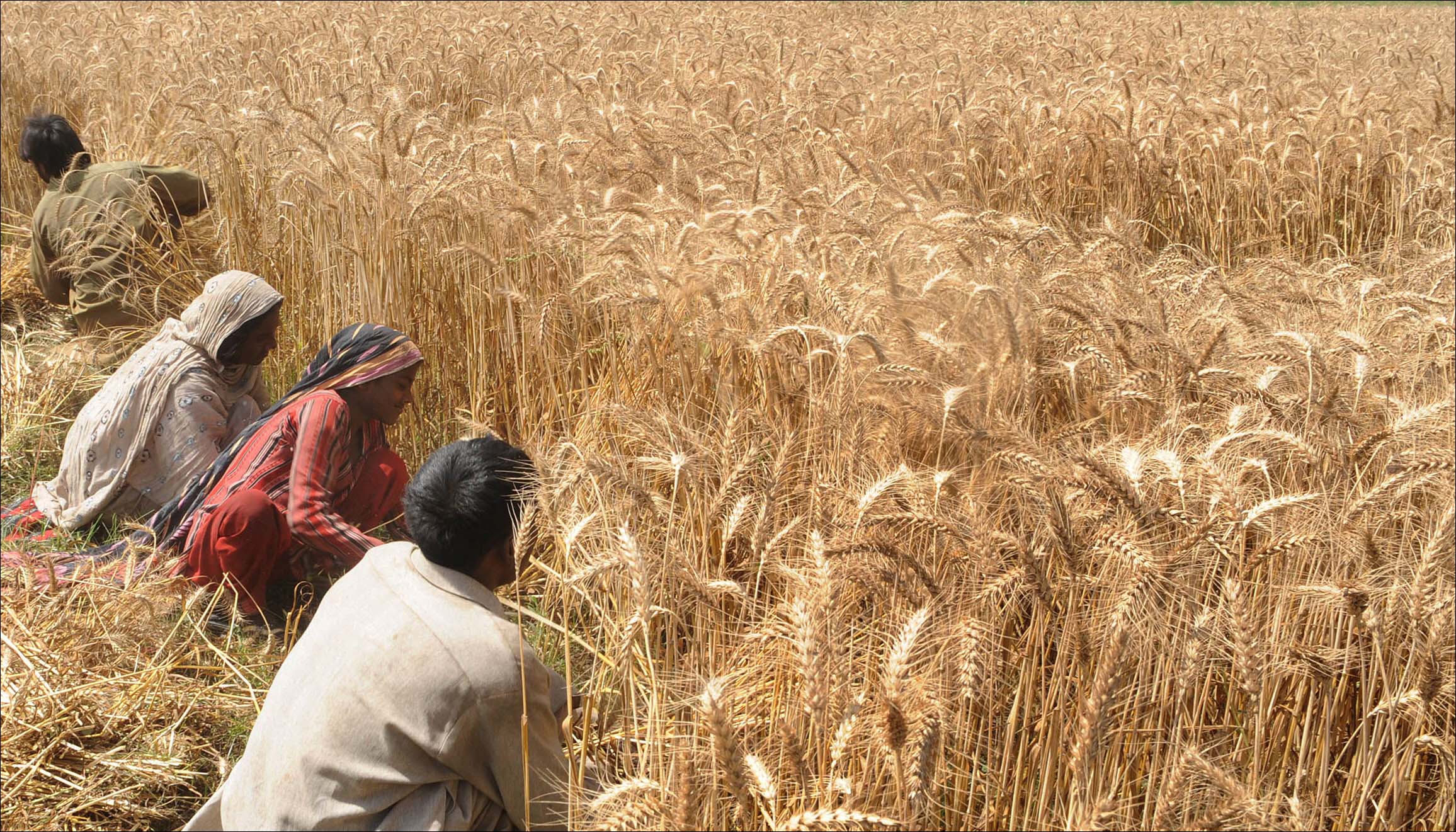 wheat-prices-reduced-230-per-40-kg