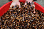 Cockroach Farming in China is a Booming Business